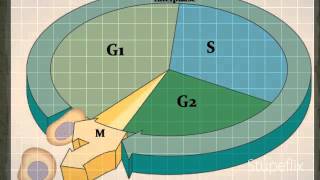 Cell Cycle Presentation [upl. by Magas]