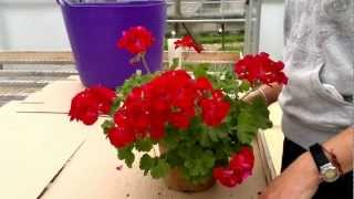 How to cut back pelargoniumsGeraniums [upl. by Cozmo723]