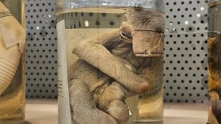 Darwin Wet Specimen Collection in London [upl. by Orravan482]