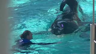 SeaWorld Trainers back in the water with the whales September 8 2014 Part 1 [upl. by Enerehs]