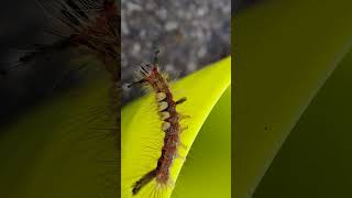 Vapourer moth caterpillar Filmed Aug 2024 SW France [upl. by Eisse]