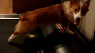 Corgi on a Treadmill funny cute [upl. by Prochoras179]