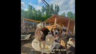 Besuch bei Paradise of Dogs in Ungarn [upl. by Tiler]