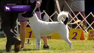 Canaan Dogs  Breed Judging 2022 [upl. by Dayir644]