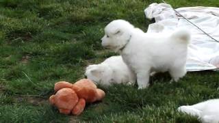 Samoyed puppies playing [upl. by Doane305]