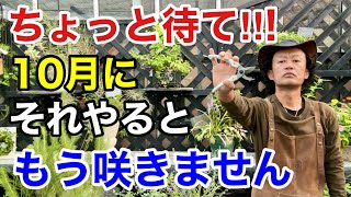 涼しくなってもやってはいけない園芸作業教えます 【カーメン君】【園芸】【ガーデニング】【初心者】 [upl. by Imojean]