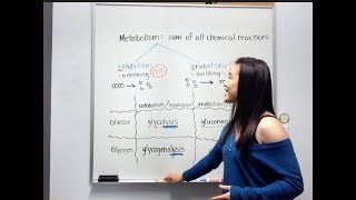 Catabolism and Anabolism for Glucose and Glycogen [upl. by Seroled]