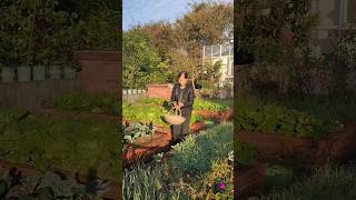 Natural beauty vegetable cutting shots youtubeshorts [upl. by Otrebide]