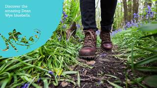 Explore Bluebells Galore this Spring in the Forest of Dean and Wye Valley [upl. by Eseer]