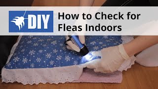 Indoor Flea Inspection  How to Check for Fleas Indoors [upl. by Born]