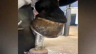 Horse Hoof RESTORATION [upl. by Hsreh]