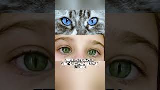 Does Cats Eye Syndrome Actually Exist [upl. by Razatlab325]