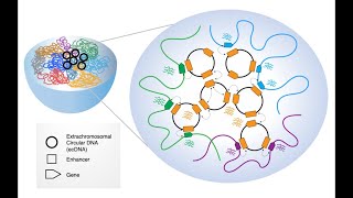 Extrachromosomal DNA The New Frontier in Cancer Research [upl. by Noni]