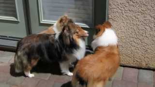 Aratone Shelties our girls [upl. by Barna]