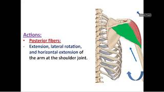 Muscles of Scapular Region  Movements of Scapula  Dr Ahmed Farid [upl. by Marsh]