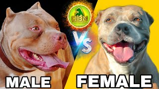 Top 5 Differences Between Male and Female American Bullies [upl. by Aseen]