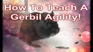 How To Teach A Gerbil Agility [upl. by Aivizt]