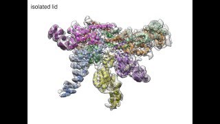 26S Proteasome Lid Gymnastics [upl. by Lehacim]