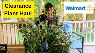 My Clearance Plant Haul from Walmart  Bargain Plants [upl. by Waldron630]