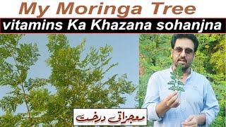 MY MORINGA Tree  THE HEALTHY SUPERFOOD  The Health Space  300 Bimarion Ka Elaj  jan rambo [upl. by Phiona]