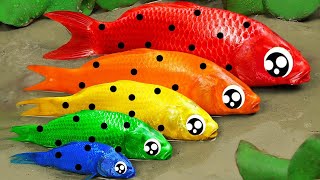 Stop Motion ASMR  KOI Fish That Release Eggs Great War Experiment Under Primitive Mud Survival Fun [upl. by Nitneuq109]