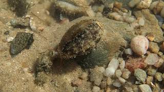 Cypraea errones  Wandering Cowry [upl. by Aicella]