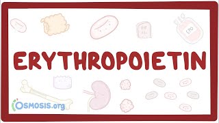 Erythropoietin [upl. by Kiraa328]