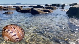 RARE 110000 MOON SNAIL SEASHELL FIND AT THE FROZEN BEACH Beach combing winter down under [upl. by Eymaj332]