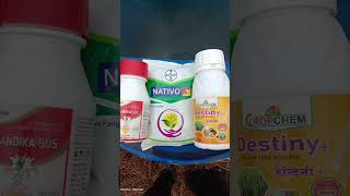 Nativo fungicide combination with destiny amp chandika insecticide  farming nativo agriculture [upl. by Nytsud393]