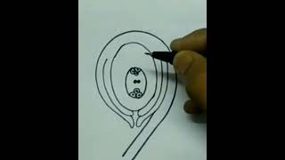 How to draw ls of ovule structure of ovule easy drawing [upl. by Leatri]