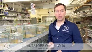 ANTSTORE  Beratung für Einsteiger in die Ameisenhaltung [upl. by Glantz]