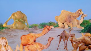 Deadly Snack Camels Eat Bones of Deceased Animals  Camel Diet Secrets  Bones and More [upl. by Diana]