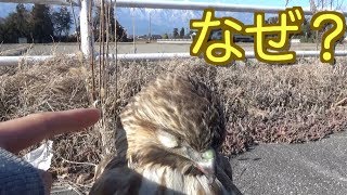 【トンビ？】道路に全く動かない鳥がいたので近づいて触ってみたところ・・Touch to Immobile bird [upl. by Bartosch]