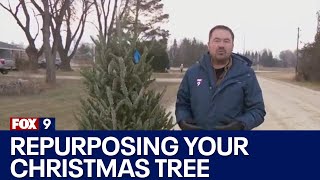 Tips for repurposing your Christmas tree [upl. by Giana]