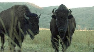 Bison  Farm To Fork Wyoming [upl. by Anatol]