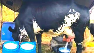 Highly Milking Biggest Udder Girlando Cow 127 Litters Live Milking Video Girlando Cow Farm Pakistan [upl. by Ekeiram]