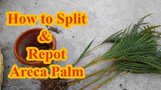 How to Split amp Repot Areca Palm [upl. by Tellford]