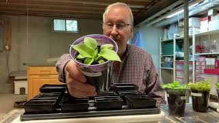 Hostas from seed Part 3 Culling selecting and transplanting [upl. by Eelessej]