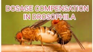 DOSAGE COMPENSATION IN Drosophila [upl. by Holmun]