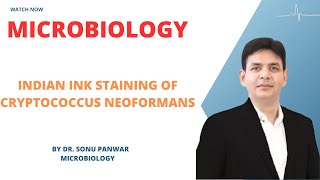 Indian ink staining of Cryptococcus neoformans by Dr Sonu Panwar [upl. by Iilek391]