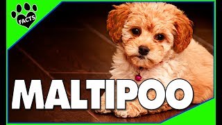 Maltipoo Facts and Information  Poodle Maltese Mix  Dogs 101 [upl. by Reinke]