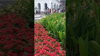 Heliconia psittacorum plant plants [upl. by Malamut622]