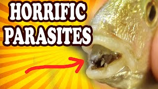 Top 10 Weird and Disturbing Parasites — TopTenzNet [upl. by Ahsial884]