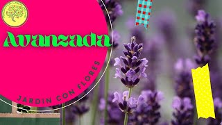 🌿 Como GERMINAR LAVANDA🌿 Lavandula angustifolia Paso a paso 🌱 [upl. by Samuel844]