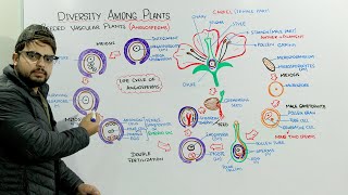 Life Cycle Of Angiosperms [upl. by Nahtanoy]