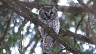 Raufusskauz  Boreal Owl [upl. by Aihcats]