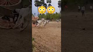 Bull race stunt 😳🤞🔥🔥  Bull Race  Andhra Pradesh  India trending reels shorts viralvideo [upl. by Valli]