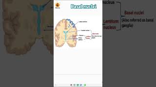 Basal nuclei  Grey matter  Cerebrum  Caudate nucleus  Putamen biologyneet neetbiology [upl. by Aidam]