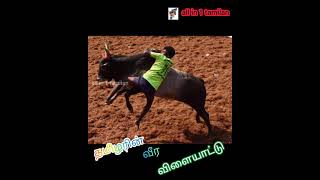 Kombu vacha Singamda song in tamilJallikattu song in tamil [upl. by Inaj4]