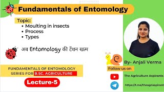 Moulting in insects  Fundamentals of entomology  Lec5 [upl. by Nnaylloh]